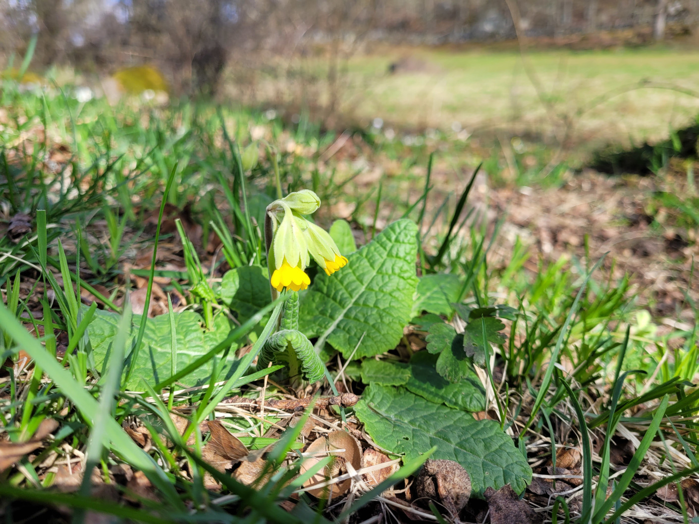 Naturrådgivning huvudbild