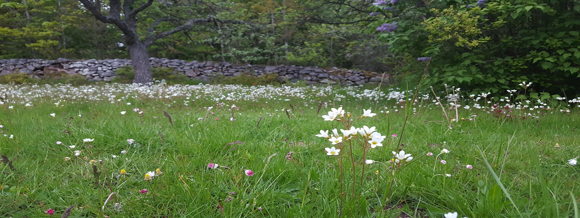 Naturrådgivning huvudbild