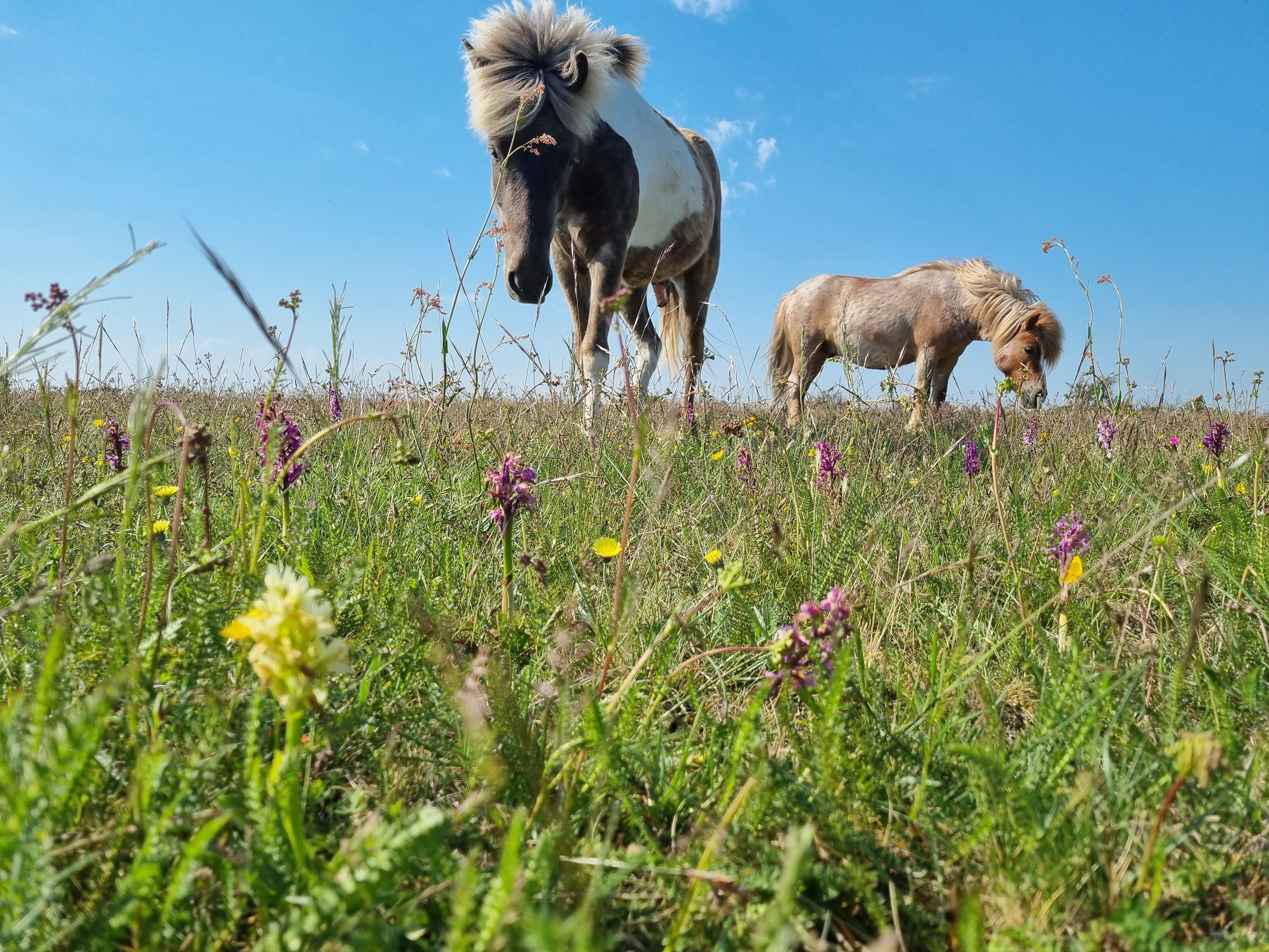 Naturbild 1