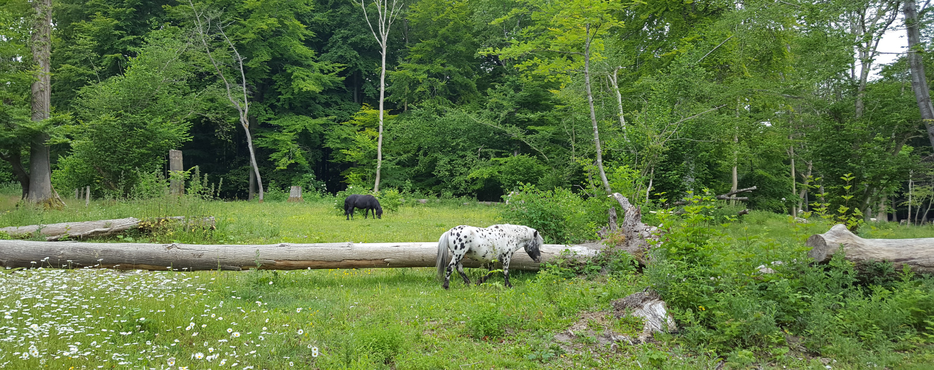 Naturrådgivning huvudbild